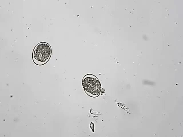 Development of worm eggs to third stage larvae